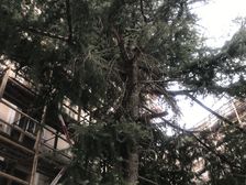 11号线枫桥路站200米~小区环境优雅,视野好