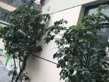 西谈家渡路81弄 1室1厅 南 北 西