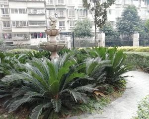常青藤二期3室1厅东南