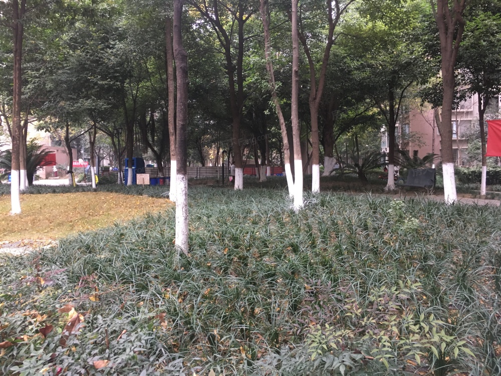 实景图