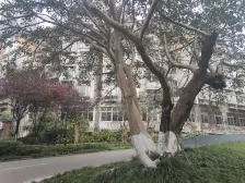 少有好楼层 板式结构纯洋房 南北通透