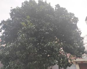 新芝社区两房朝南,户型方正,视野开阔