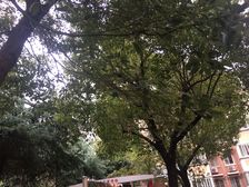 海叶公寓2室1厅南