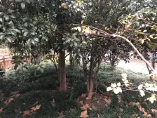 普陀区,真建花苑 · 5室 · 3厅,经典复式,诚意出售