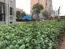 古春苑1室南朝向115.00万元/套出售