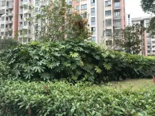 新场优选:总价低,面积大,原始两房,业主诚心出售