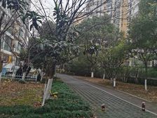 湖东CBD各大银行林立金鸡湖可看