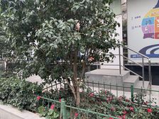 康宁大楼2室1厅东南