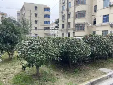 双南房型 ,满五年,只有契税,楼层低,总价低