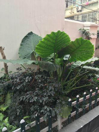 茶陵路335号实景图