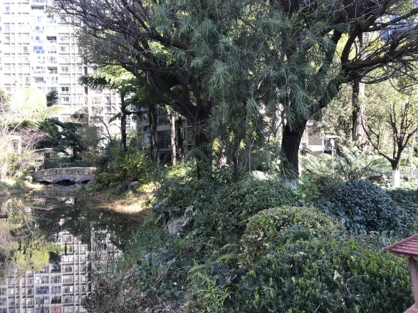 荷塘月色实景图