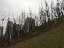 保税港区、双轻轨、邮轮母港旁、次新三房+40平露台