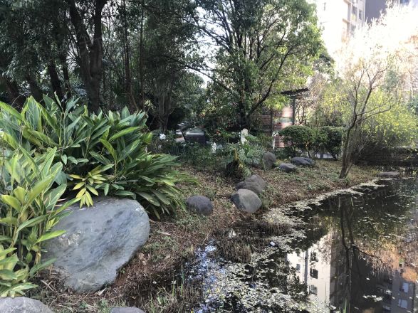 荷塘月色实景图