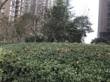 银基王朝三期万和园 4室1厅 南