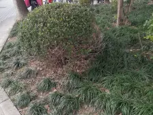 五角场商圈稀有 带大露台电梯三房,近地铁