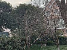 北邻12号线地铁口,大花园双拼别墅,业主诚意出售。