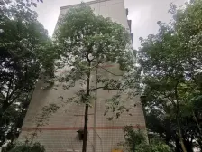 南桥寺 阳光家园一房50万