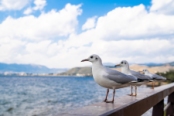 抚仙湖实景拍摄