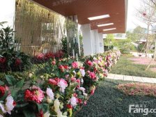 碧桂园·万象松湖 2室1厅 南