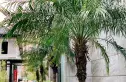 美的绿城·凤起兰庭实景图