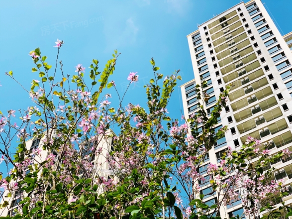 美的绿城·凤起兰庭实景图