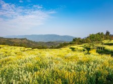 水土 蓝城两江田园牧歌沁园台四房329.5万
