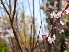 德感片区 华远春风度隐林五房182万