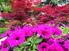 知春湖花园洋房 精装修 领包入住