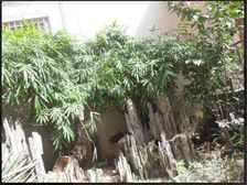 一线观江户型大正三房清水空空采光每个房间都大