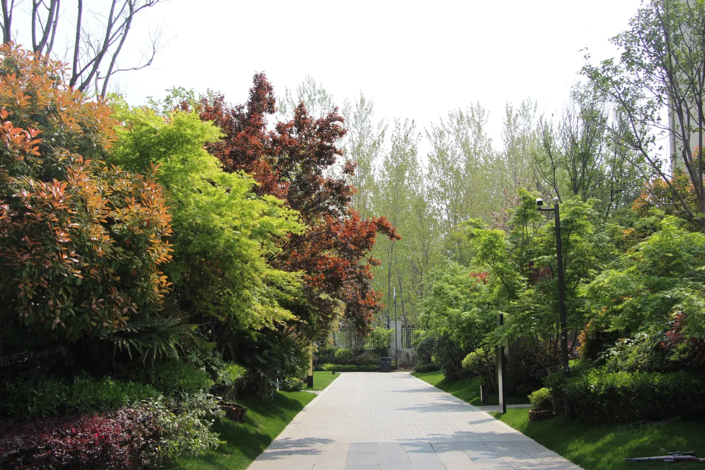 德正·西湖春天实景图