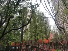 龙洲湾 旭辉江山青林半映青林四期二房46万