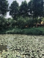 周边杭州湾湿地公园