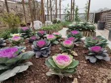 蓝城两江田园牧歌 1室1厅 东