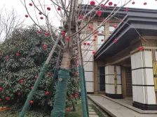 户型方正无浪费、客厅连通大阳台,采光通风好