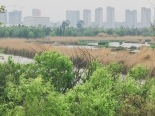 五甲塘湿地公园
