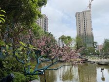 毛坏大三房,绿化好,楼层园景视野都很好,诚心出售