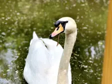 园博园,双龙山旁,坡地伴山别墅;院子400平+