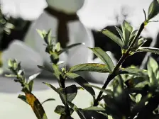 纯洋房社区,清水三房双卫,环境好,次新小区出行方便