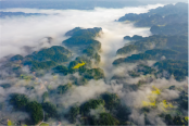 金佛山实景图