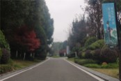 林荫道路