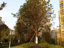 湘江学府电梯中层,全新装修三房出售