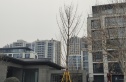 绿城诚园实景图