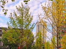 公园里的一室 拎包入住 中间楼层