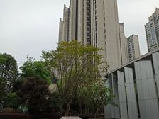 中建天府公馆3室1厅北