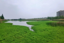 炎华置信·花间君邸项目实景 