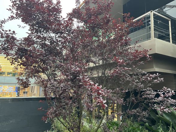 旭辉天府未来中心.江山院别墅实景图