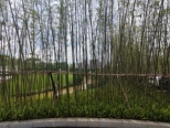圭塘河和竹编护栏