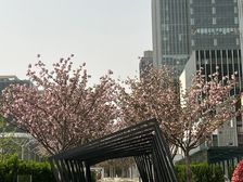 学院风次新房栖海澐颂四居室全明格局一天未住