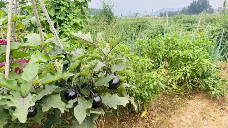 阳光城·溪山悦实景图