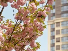 正商河峪洲绿境花园1号院 4室2厅 南 北